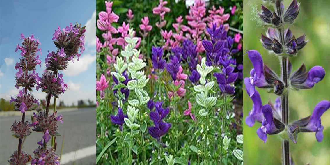 Salvia Verbenaca Plant