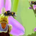 The Bee Orchid of Cyprus