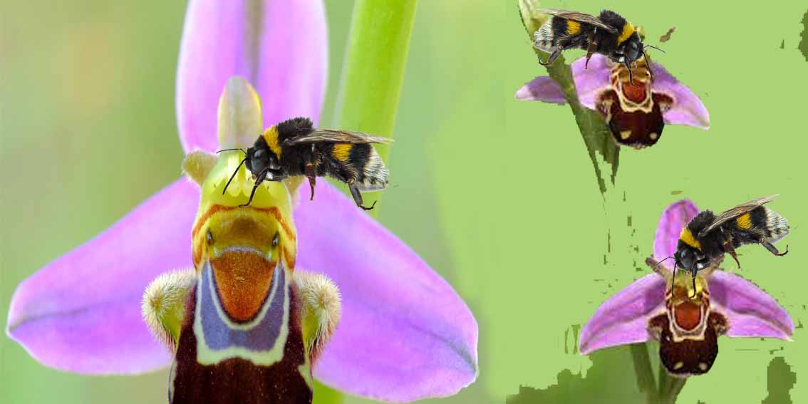 The Bee Orchid of Cyprus