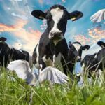 The Cattle Egret-Geladaris