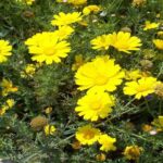 The Crown Daisy Flower