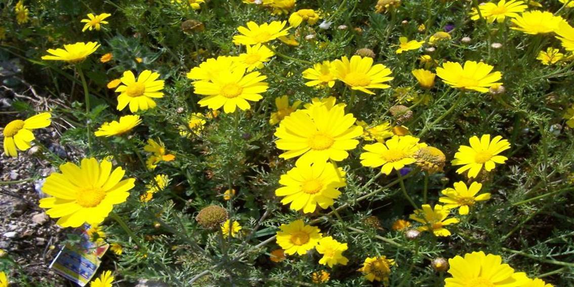 The Crown Daisy Flower