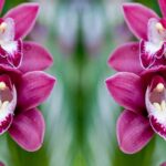 The Cyprus Bee Orchid Flower “Melissaki”