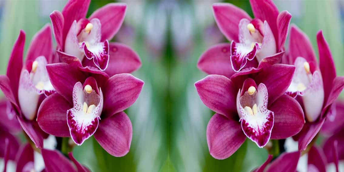 The Cyprus Bee Orchid Flower “Melissaki”