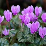The Cyprus Cyclamen