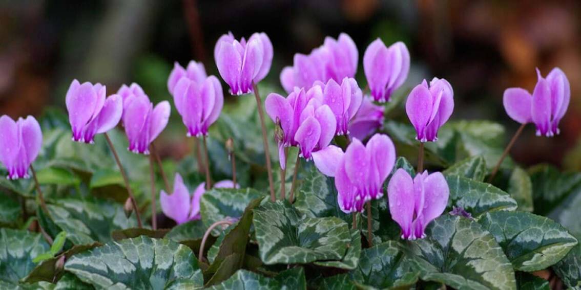 The Cyclamen Cyprium Native Flower of Cyprus
