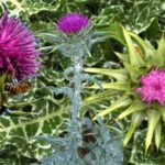 The Cyprus Milk Thistle