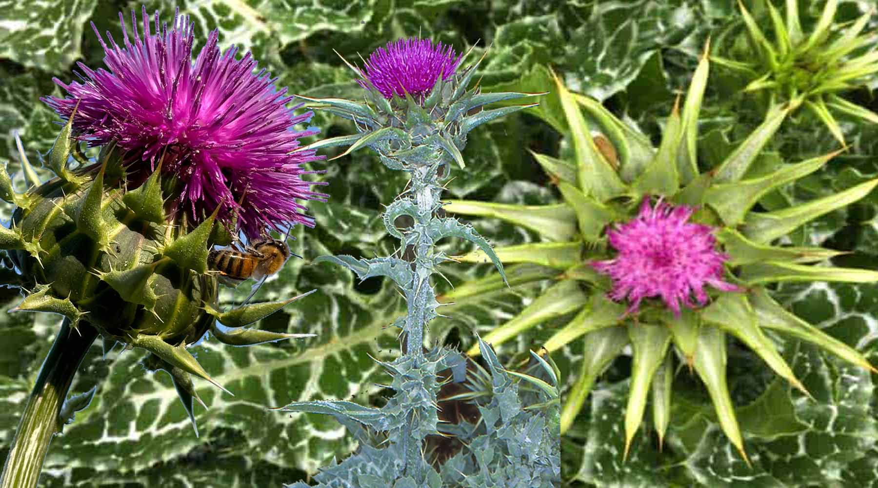 The Cyprus Milk Thistle