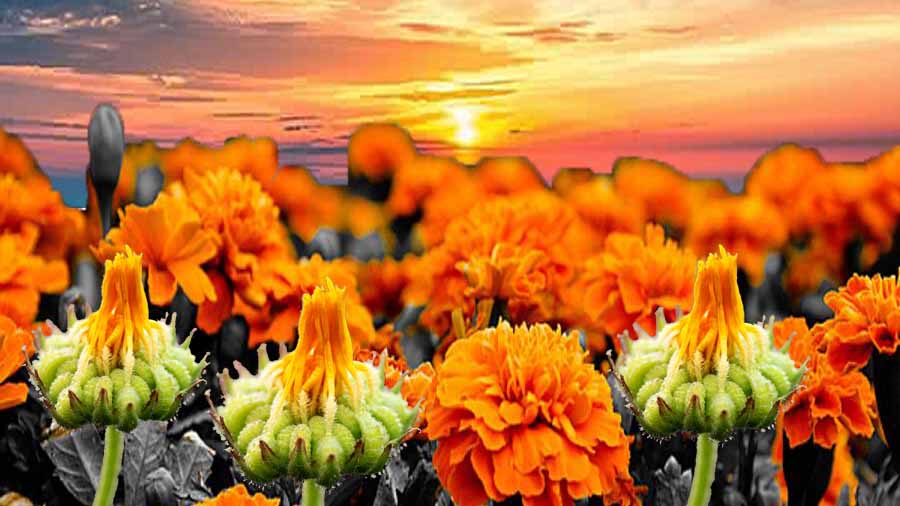 The Field Marigold Flower