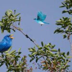The Wild Blue Bird Finch of Cyprus