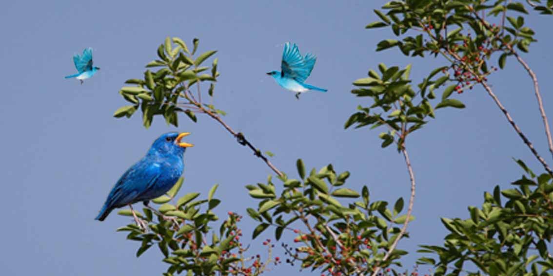The Wild Blue Bird Finch of Cyprus