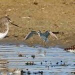 The Wood Sandpiper Bird