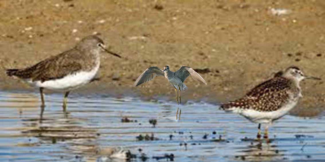 The Wood Sandpiper Bird