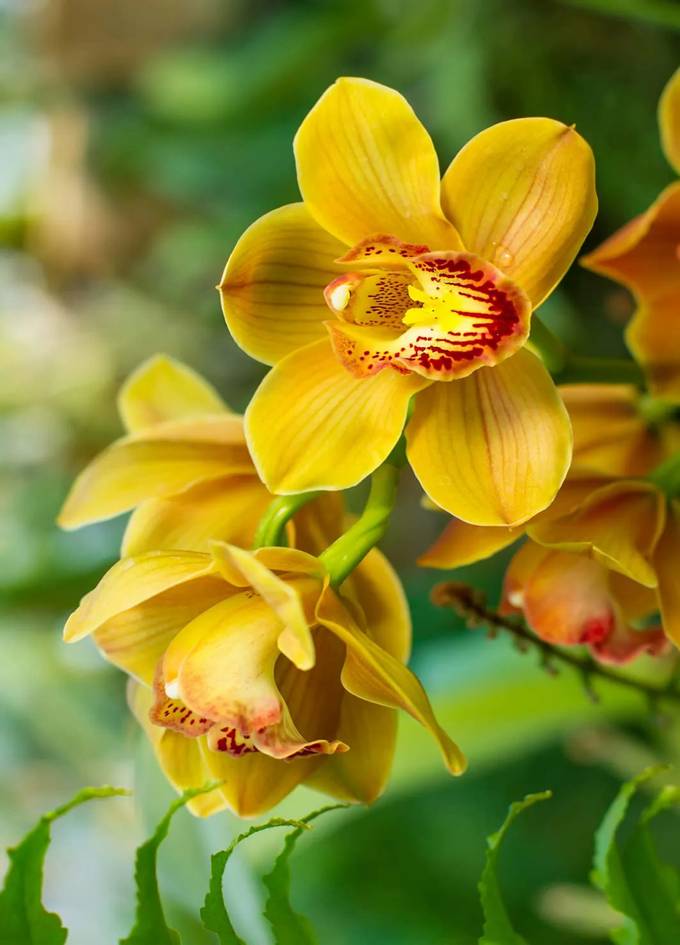 Yellow Orchid 5