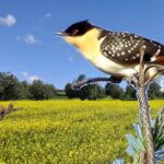 The Great Spotted Cuckoo this is bird with a loud, chattering call rings out across the Cypriot countryside.