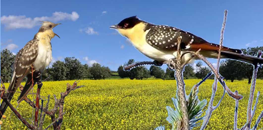 The Great Spotted Cuckoo this is bird with a loud, chattering call rings out across the Cypriot countryside.