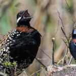 The Black Francolin is Secretive Bird that hides in the Fields but Announces Itself with a Distinctive Call. The Cypriot countryside holds a secret. A handsome, crow-sized bird creeps through the undergrowth, hidden from view. It rarely flies, preferring to keep its feet firmly on the ground.