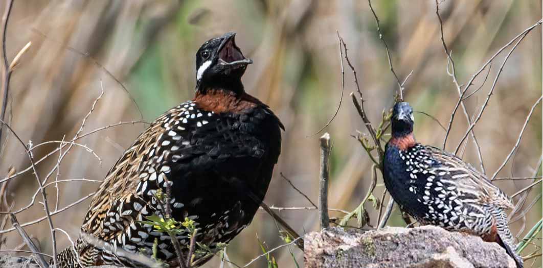 The Black Francolin is Secretive Bird that hides in the Fields but Announces Itself with a Distinctive Call. The Cypriot countryside holds a secret. A handsome, crow-sized bird creeps through the undergrowth, hidden from view. It rarely flies, preferring to keep its feet firmly on the ground.