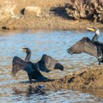 The Great Cormorant is a large bird; great fisher, dark shape stands motionless on a rock by the water's edge.