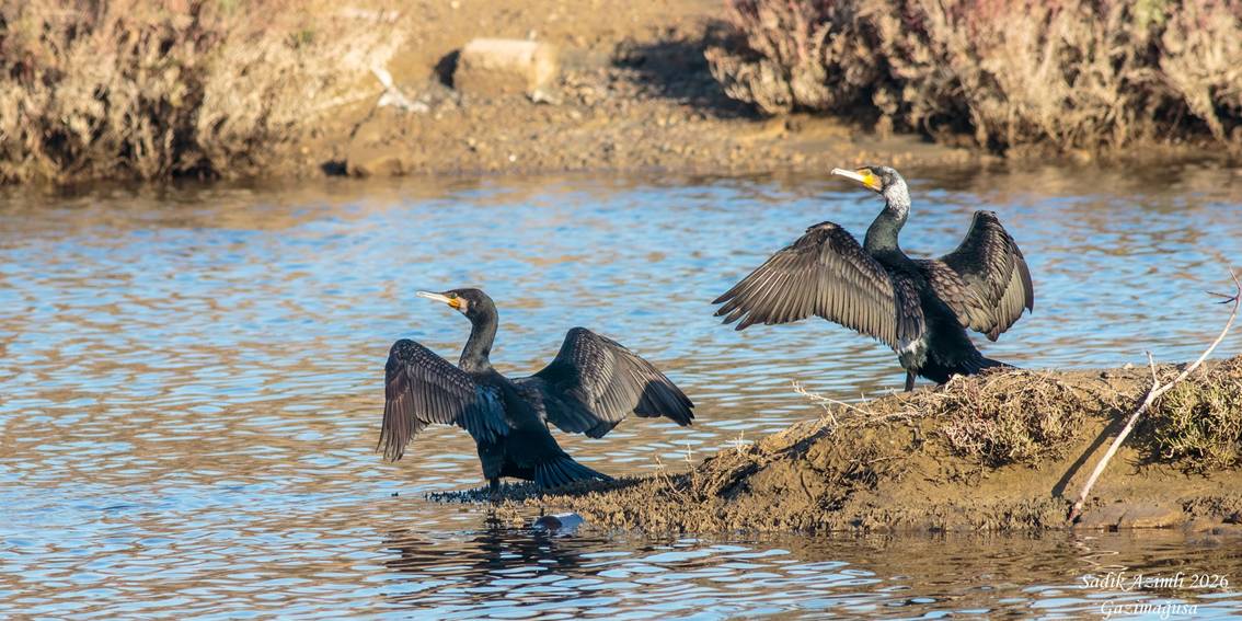 The Great Cormorant is a large bird; great fisher, dark shape stands motionless on a rock by the water's edge.