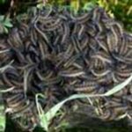 The Martouthkia caterpillars are small, ground-dwelling caterpillars (Ocnogyna loewii) found in Cyprus, often emerging in early spring in March