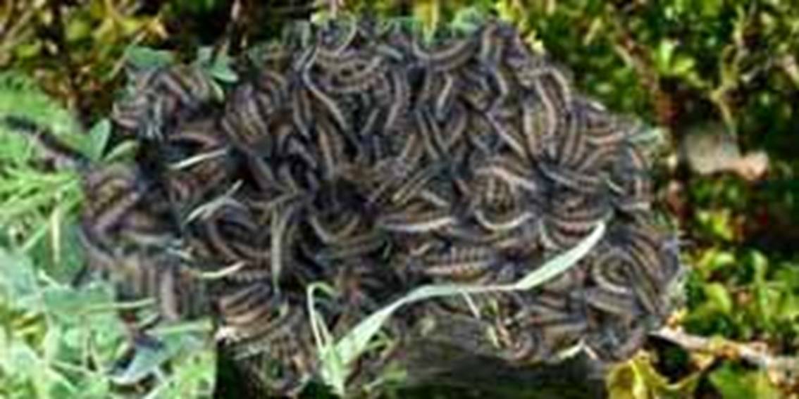 The Martouthkia caterpillars are small, ground-dwelling caterpillars (Ocnogyna loewii) found in Cyprus, often emerging in early spring in March