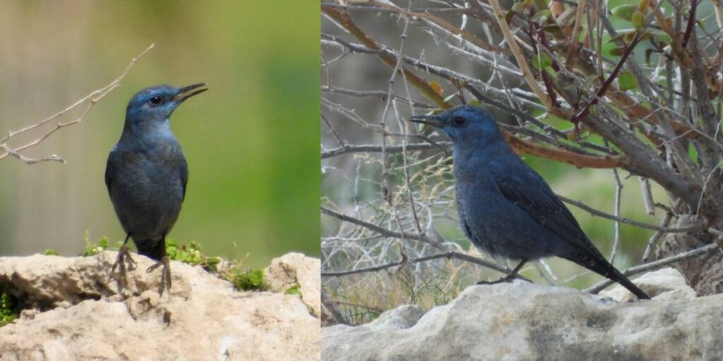 The Wild Blue Bird Finch