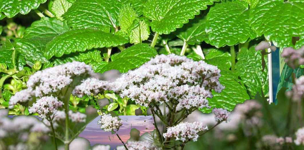 Medicinal and Aromatic Plants: Conserving Health, Heritage and Livelihoods" Takes Centre Stage. March 3rd marks a global celebration of nature's pharmacy.