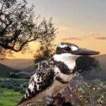 The Wild Pied Kingfisher Bird of Cyprus