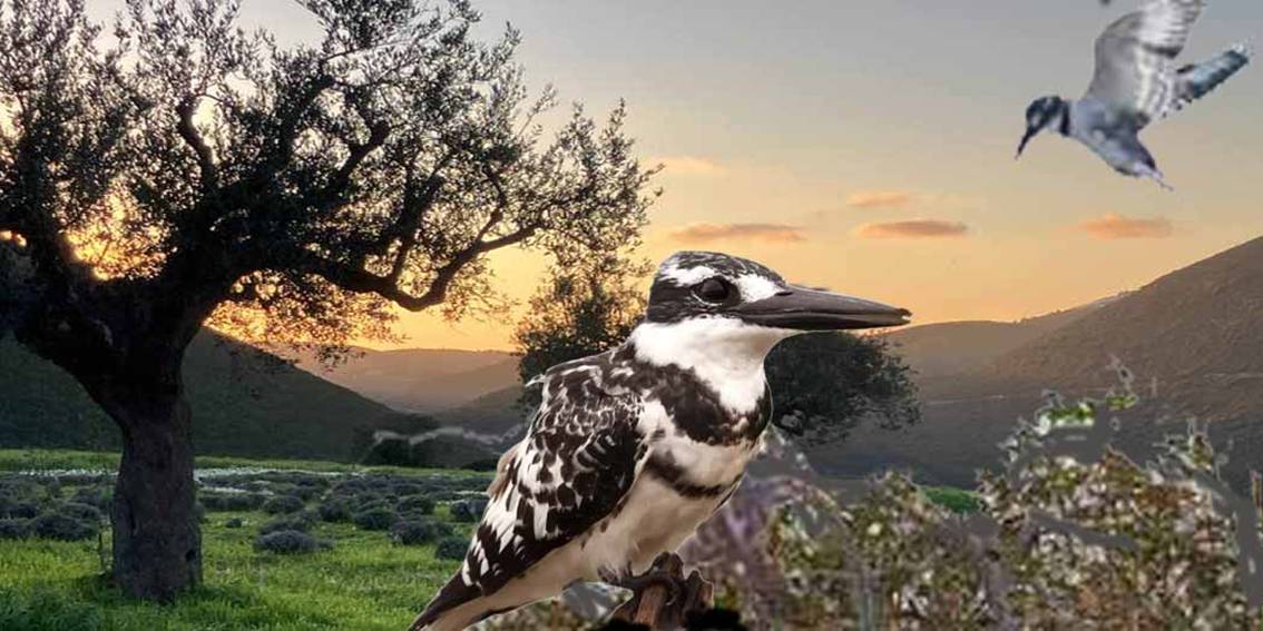 The Wild Pied Kingfisher Bird of Cyprus