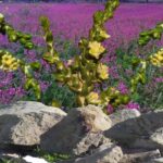 Wild Thymalaea Hirsuta 2