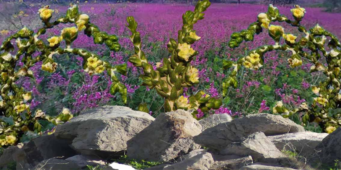 Wild Thymalaea Hirsuta 2