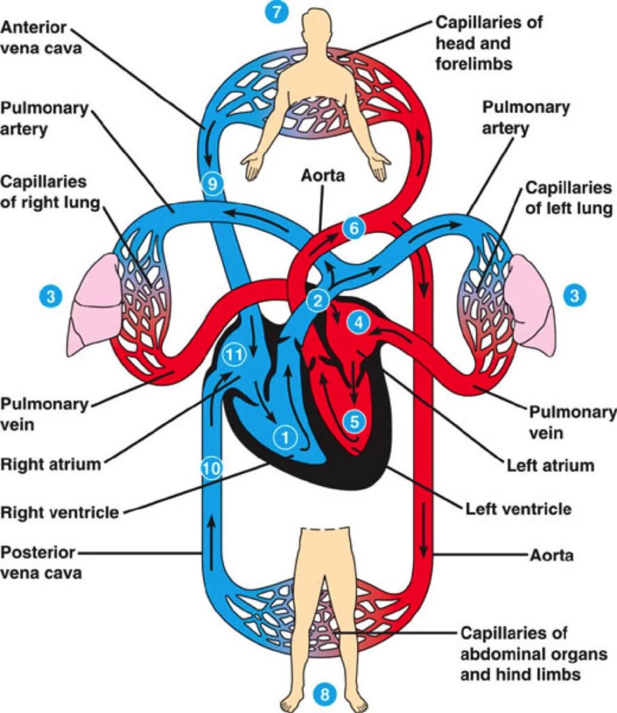 Circulatory system