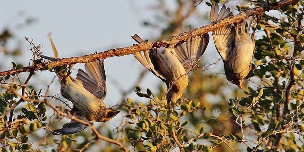 People historically used the βερκά to trap small wild birds, particularly birds known in Cyprus as αμπελοπούλια.