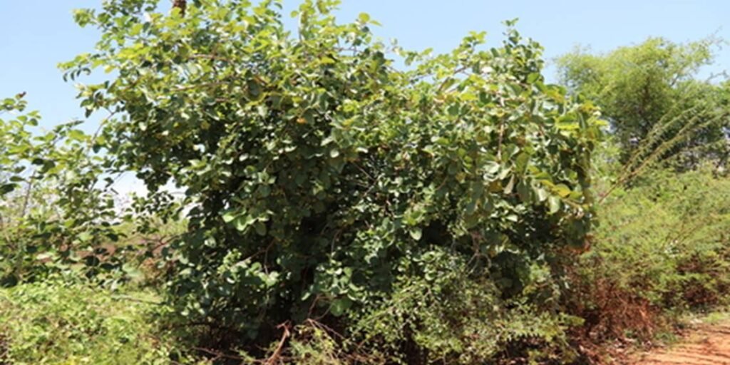 The μυξιά, scientifically known as Cordia myxa, is a small tree that produces small, round fruits.